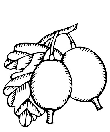 Online coloring book: Coloring book with two small grenades and leaves